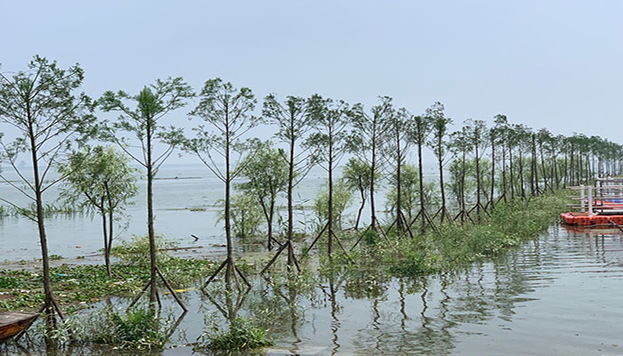 圖2： 南洞庭湖區水鬆生態景觀帶guanw