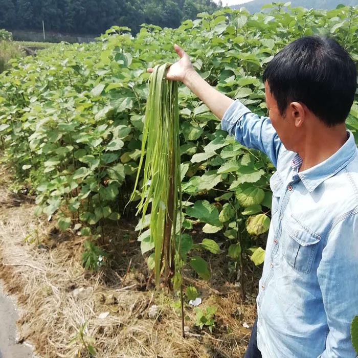 基地苧麻麻皮1